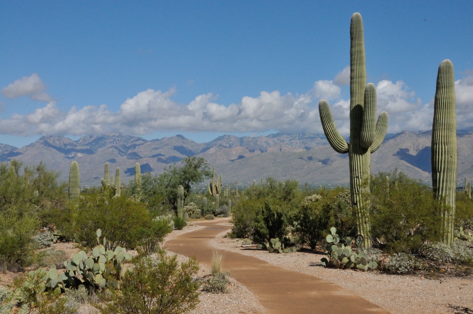 Walking trail by Saguaro National Park